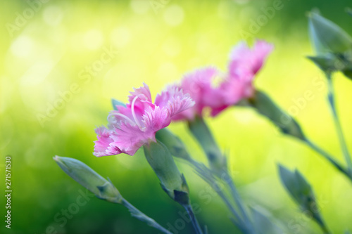 Beautiful pink flower blooming in the garden