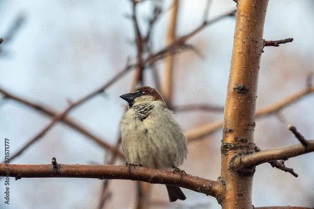 Sparrow bird sitting on tree branch. Sparrow bird sitting on tree branch.