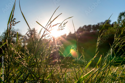 Morning rays of the sun make their way through blades of grass close up