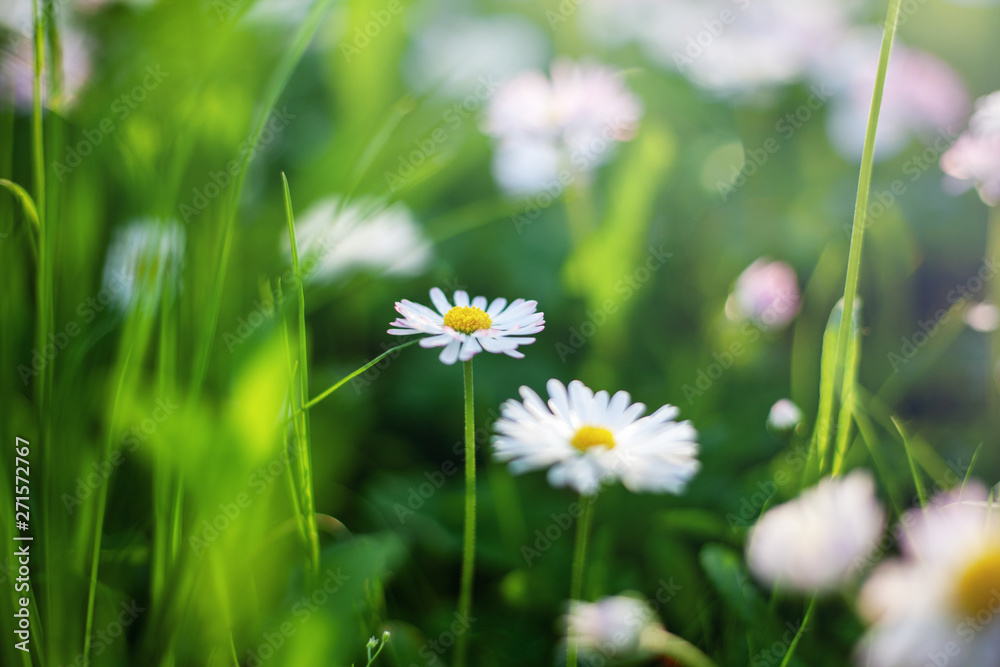 White daisies and green grass, summer spring natural background, retro toning White daisies and green grass, summer spring natural background, retro toning