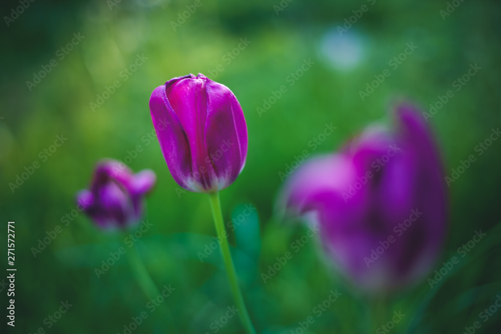 Fototapeta premium Bright summer spring floral background and texture, bright lilac tulips