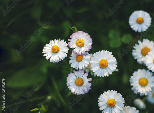 White daisies and green grass  summer spring natural background  retro toning
