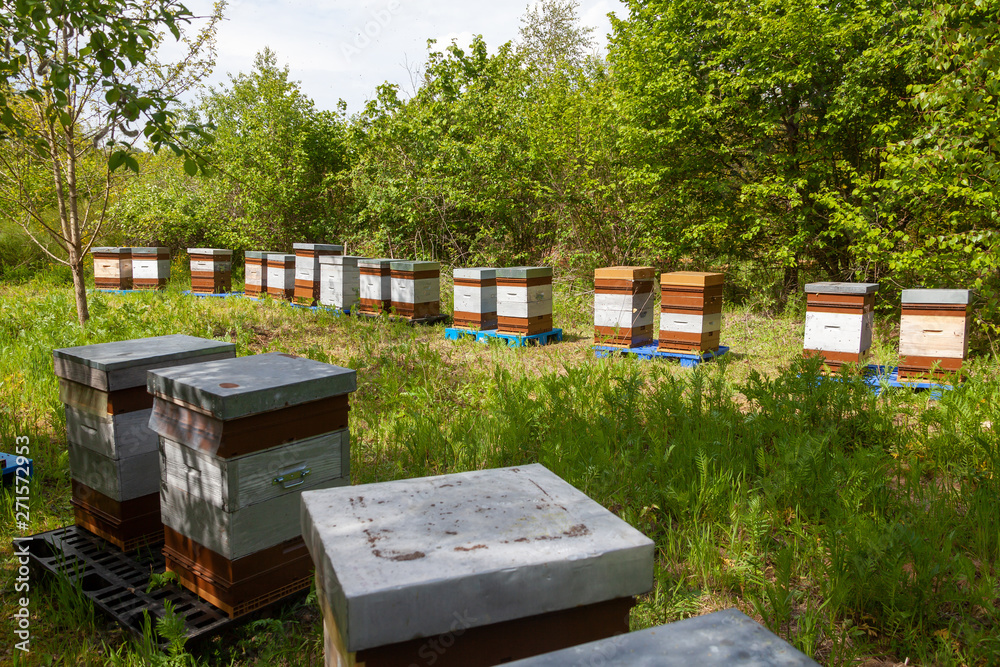 Apiculture - rucher Apiculture - rucher