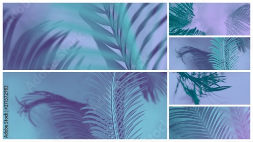 trendy design, nature and background concept blue duotone palm tree leaves