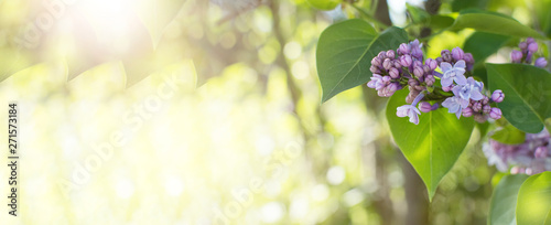 BANNER SPRING BRANCH OF BLOSSOMING LILAC DEFOCUSED BACKGROUND