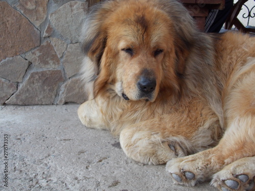 Tibetan Mastiff after a walk