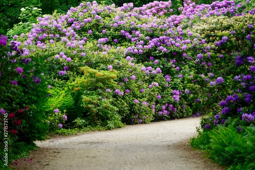 Weg durch den blühenden Rhododendronhain im Berliner Tiergarten