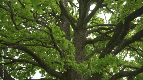 Lush oak crown inside.A lone oak in a field. Branches and oak leaves close-up.Green oak leaves on the branches.