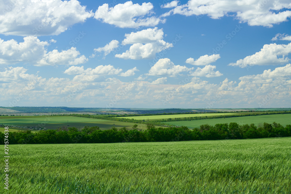 Green wheaten sprouts in the field and cloudy sky. Bright spring landscape. Green wheaten sprouts in the field and cloudy sky. Bright spring landscape.