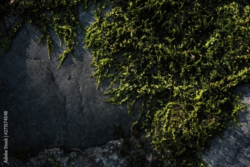 Wonder wall moss on old stone found