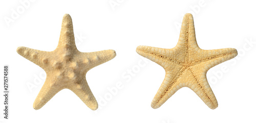 Sea stars isolated