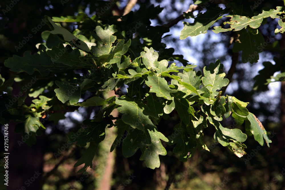 Oka tree leaves