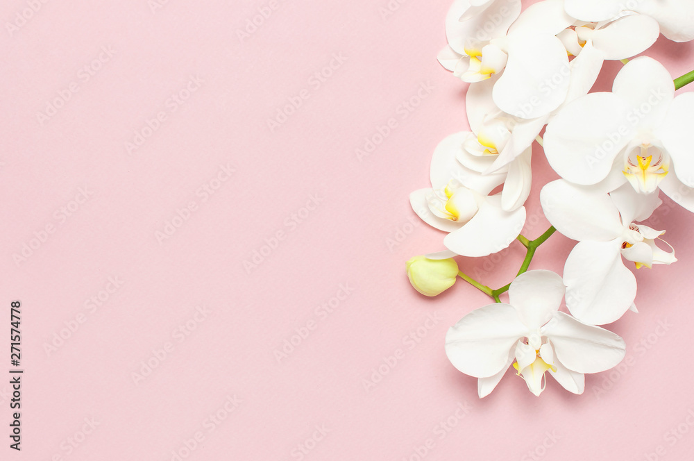 Beautiful White Phalaenopsis orchid flowers on pastel pink background top view flat lay. Tropical flower, branch of orchid close up. Pink orchid background. Holiday, Women's Day, Flower Card, beauty - obrazy, fototapety, plakaty 