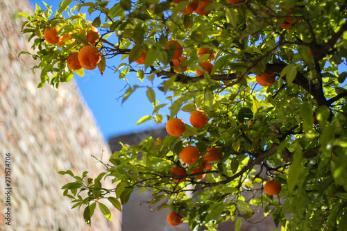 Citrus tree with orange fruits  stone wall and blue sky  Andalusia  Spain
