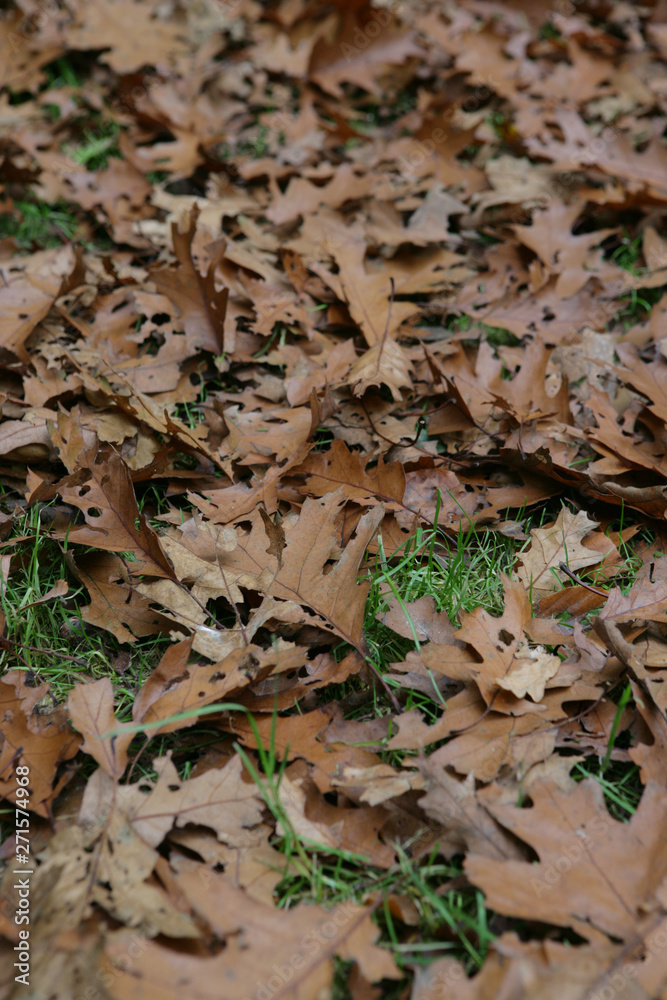 Oaktree. Leaves Oaktree. Leaves