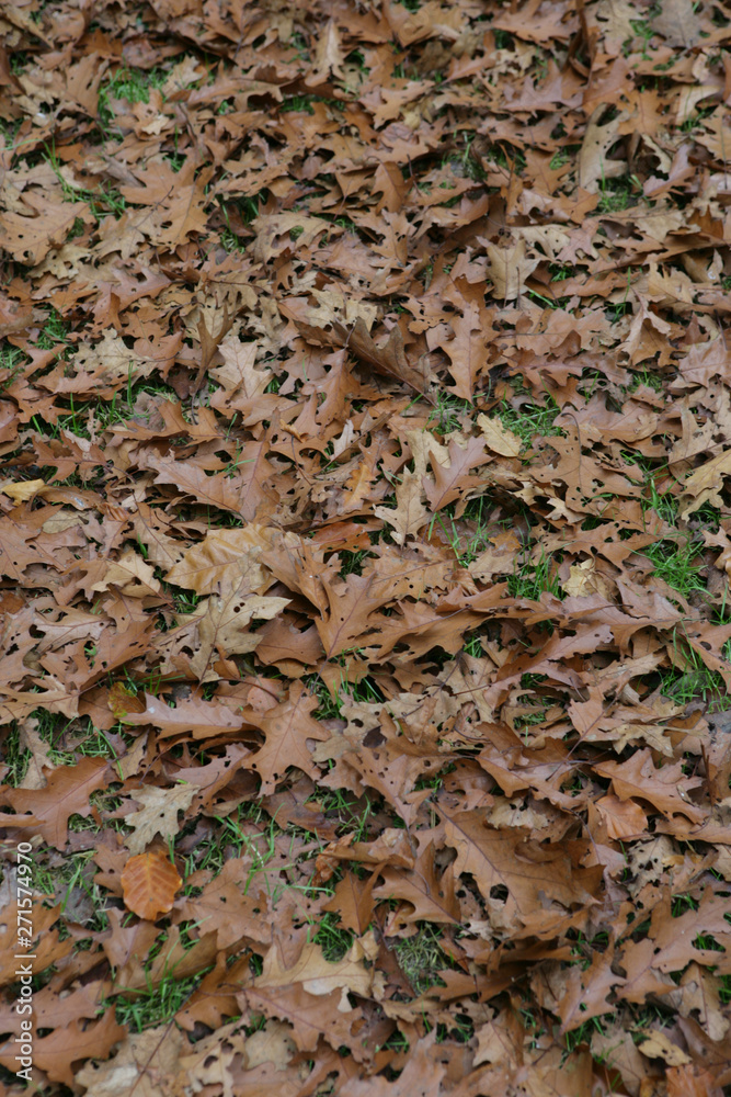Oaktree. Leaves Oaktree. Leaves