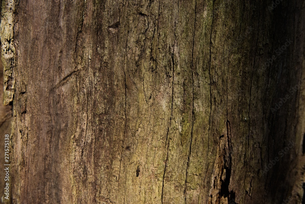 The bark of a tree covered with moss The bark of a tree covered with moss