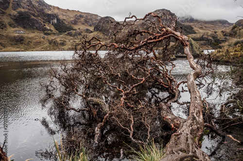 Cajas National Park in the city of Cuenca in Ecuador