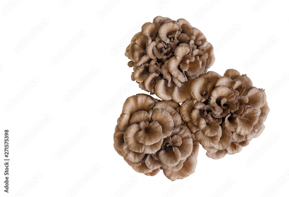 Maitake mushroom or hen of the woods isolated on white background Maitake mushroom or hen of the woods isolated on white background