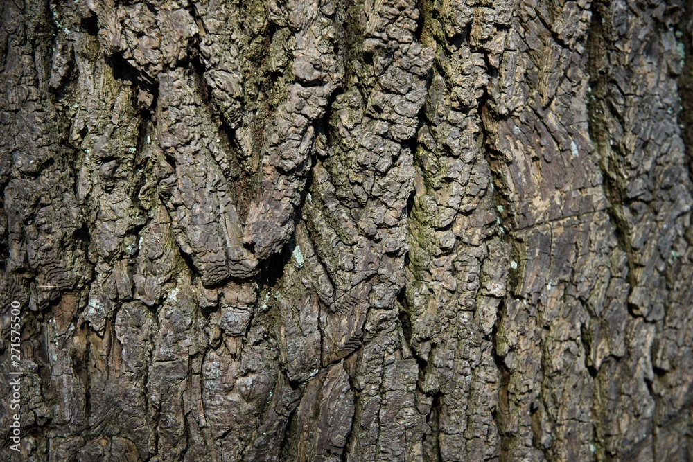 The bark of a tree covered with moss The bark of a tree covered with moss