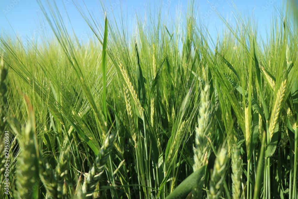 Grain in the Sun, Baden-Württemberg, Germany Grain in the Sun, Baden-Württemberg, Germany