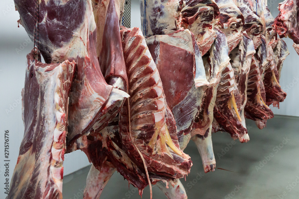 Freshly slaughtered halves of cattle hanging on the hooks in a refrigerator room of a meat plant for further food processing.