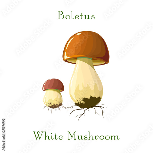 funghi porcini or Boletus mushroom isolated on white background. for culinary design label and product market.