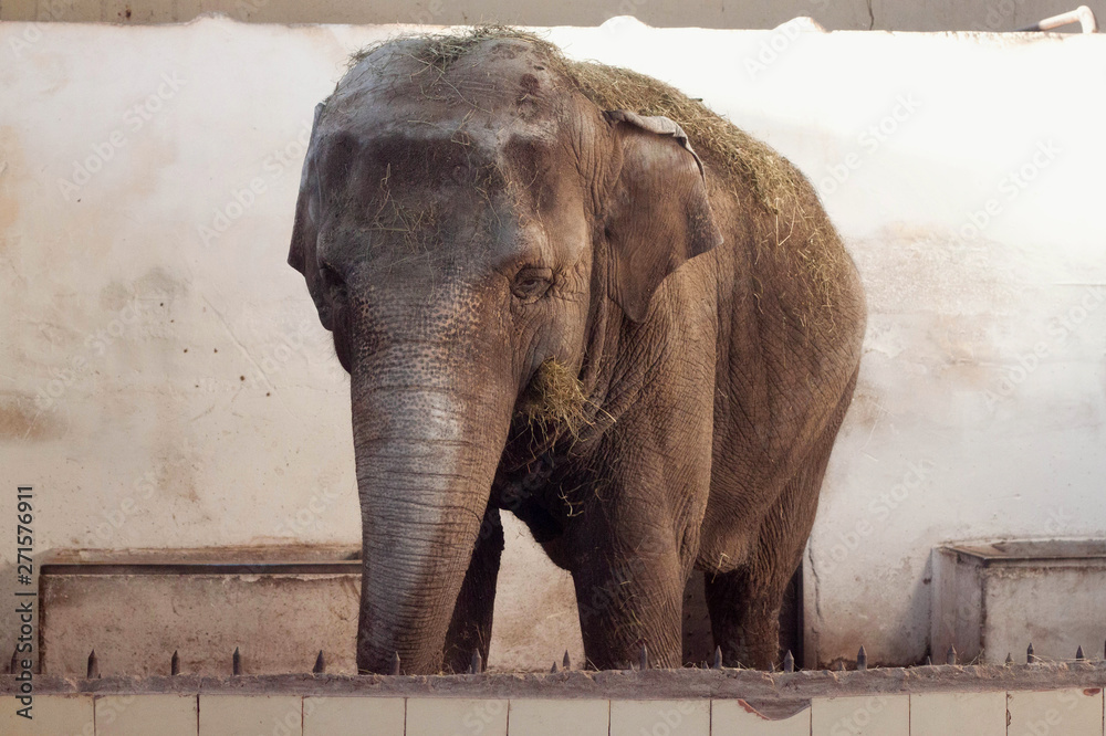Naklejka premium Big old Asian elephant at the zoo cage.