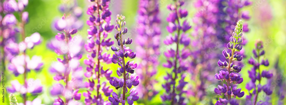 Fototapeta premium Sundial lupine, beautiful in spring bloom garden. Flowering Lupinus perennis, panoramic view, sunlight, macro
