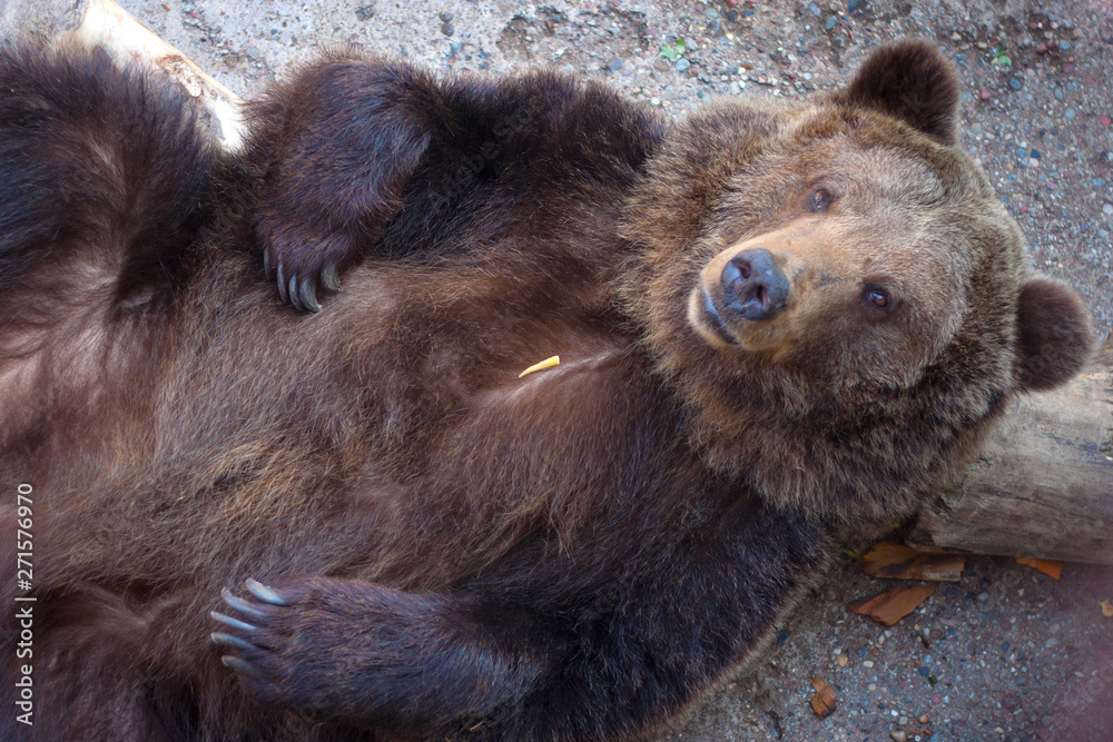 Fototapeta premium Top view to the big brown bear who wallowing on the back.