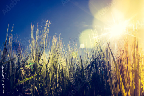 Grain in the Sun  Baden-W  rttemberg  Germany