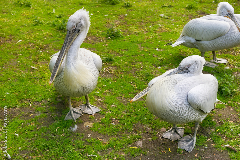 Group of the white pelicans on the green grass. Group of the white pelicans on the green grass.