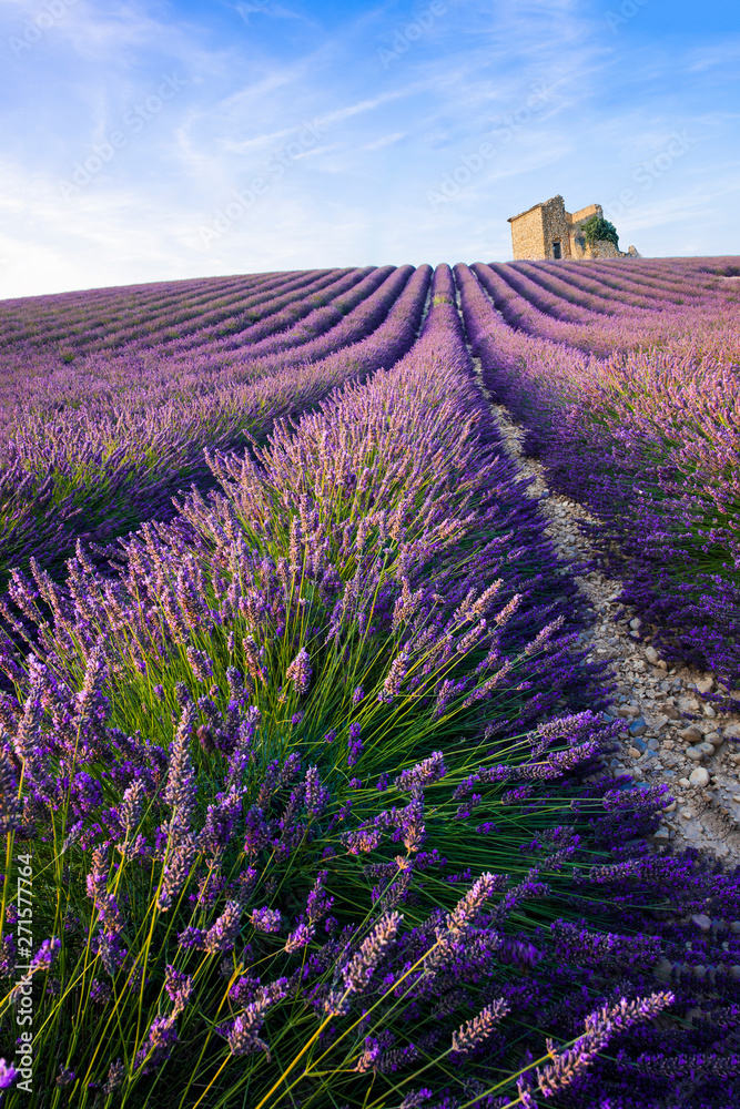 Naklejka premium Lavender Provence