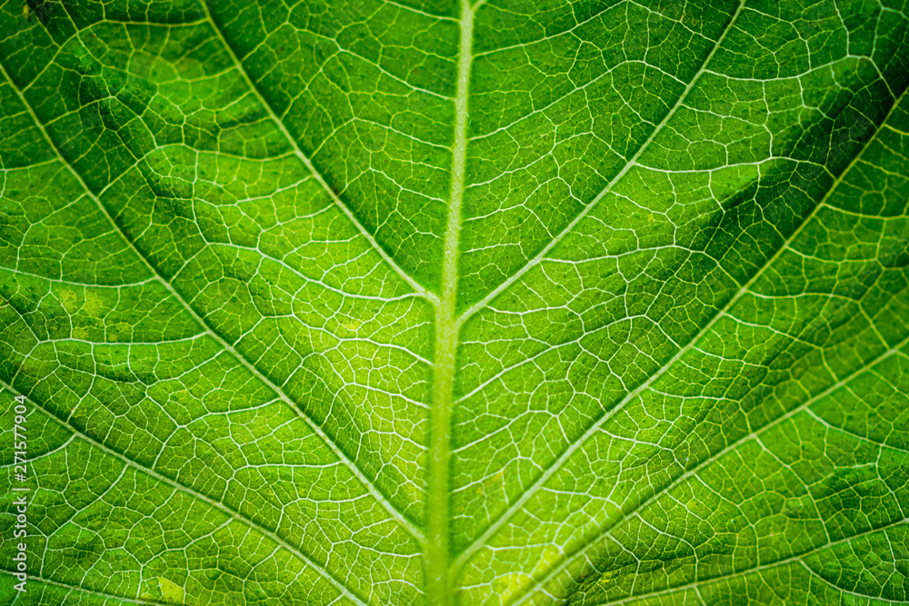 green leaf texture background closeup