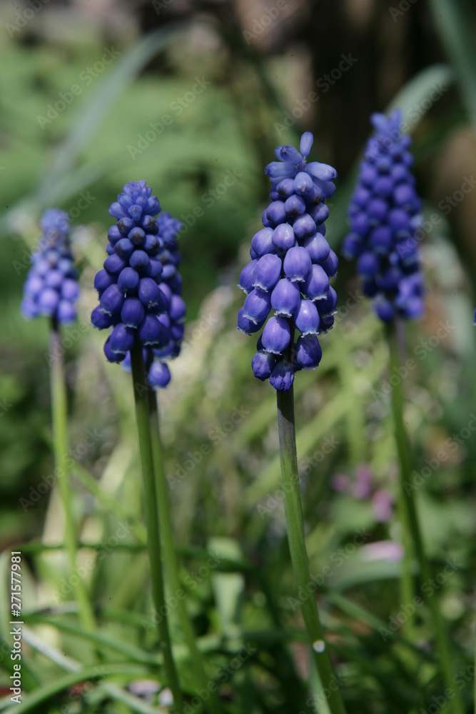 Grape hyacinth. Noordoostpolder netherlands Grape hyacinth. Noordoostpolder netherlands