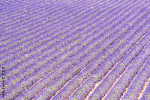 Lavender field