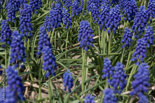 Filed of grape hyacinth. Noordoostpolder netherlands