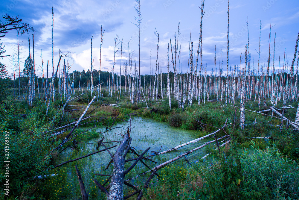 Obraz premium tree tops in forest growing to the blue sky