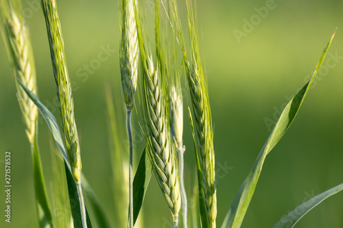 Green wheat on agriculture field in the spring