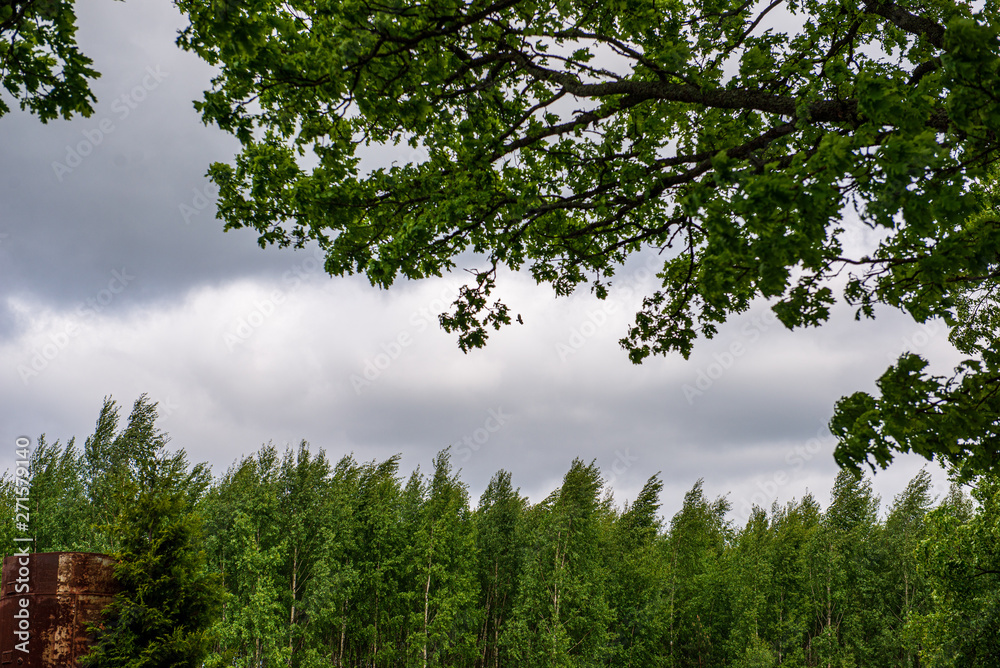 Fototapeta premium tree tops in forest growing to the blue sky
