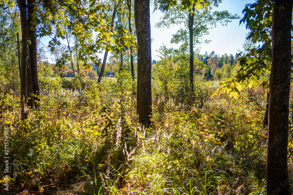 sunny autumn forest with large tree trunks sunny autumn forest with large tree trunks