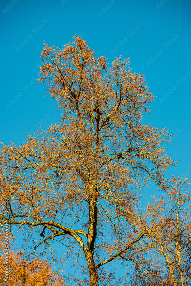 tree tops in forest growing to the blue sky tree tops in forest growing to the blue sky