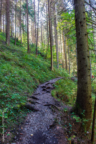 sunny autumn forest with large tree trunks