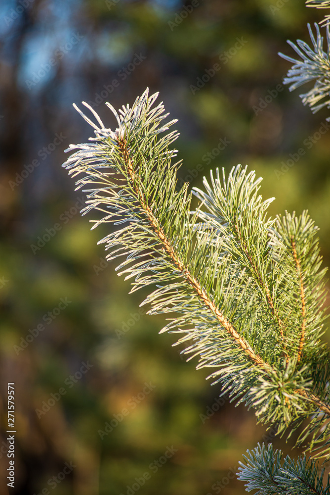 tree tops in forest growing to the blue sky