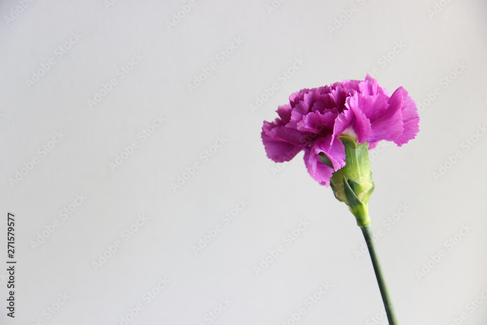 purple carnation flower on grey background, selective focus purple carnation flower on grey background, selective focus
