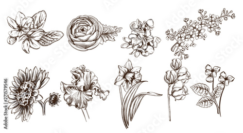 Vintage flowers set line art Vector. Sunflower, roses and narcisus