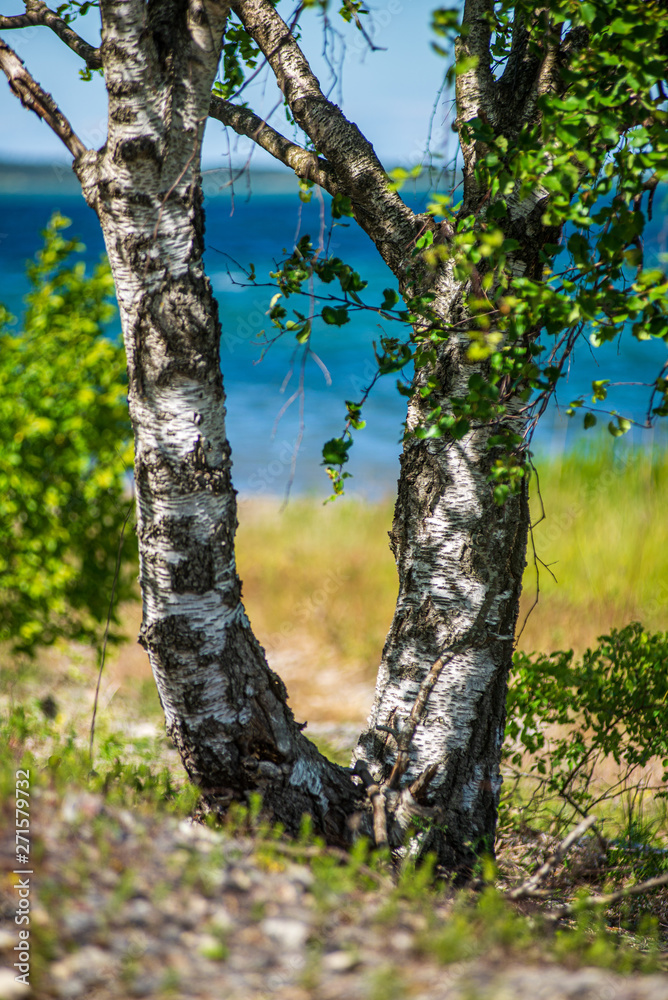 Fototapeta premium tree tops in forest growing to the blue sky