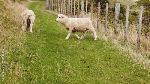 New Zealand sheep walk over farm trail in slow motion. photo