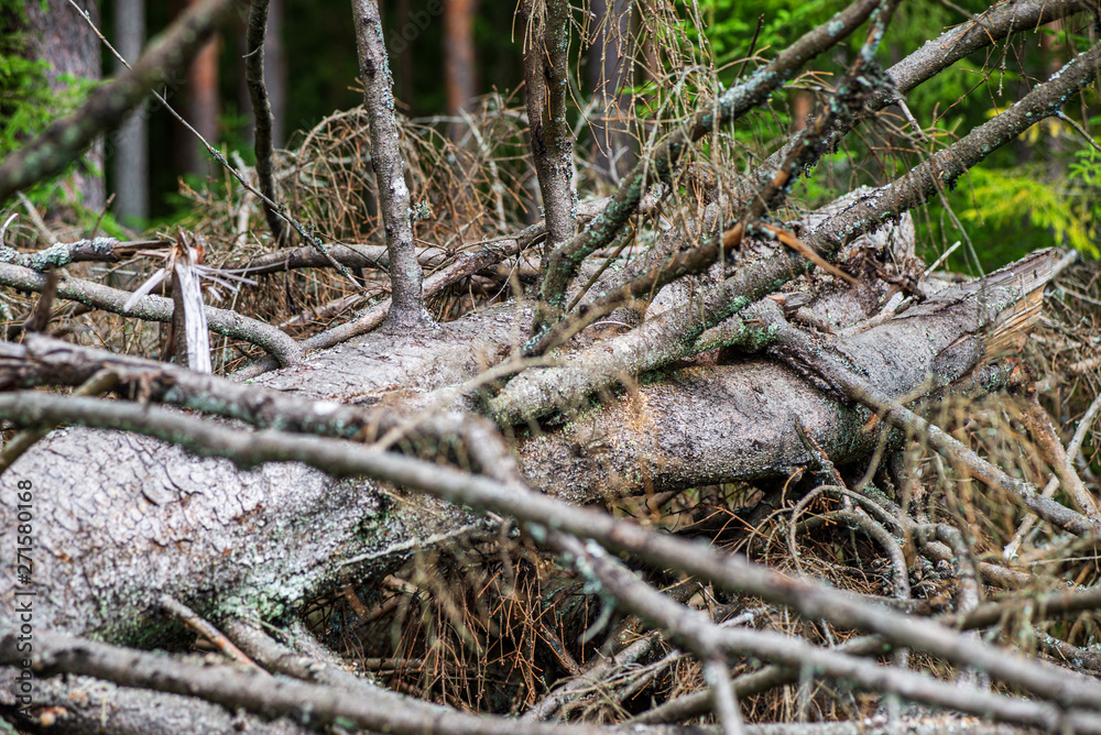 dry old tree trunk stomp in nature dry old tree trunk stomp in nature