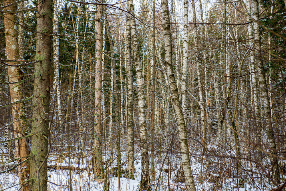 frost snowy forest trees in sunny day in winter frost snowy forest trees in sunny day in winter